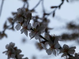 Almendro_en_flor