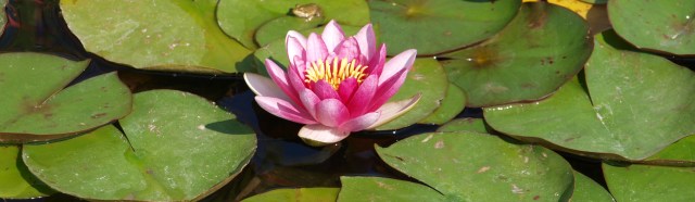 flor-de-loto-Antonio-Joaquín-González