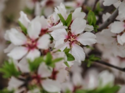 almendros-Antonio_Joaquin-Gonzalez